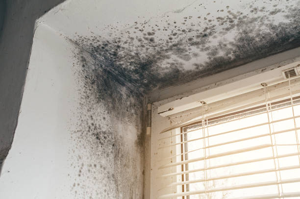 Affordable Attic Mold Remediation solutions in Oldtown, MD